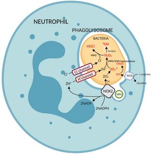호흡 폭발에 관여하는 파고리소좀 내 활성 산소 및 활성 질소 종의 생성