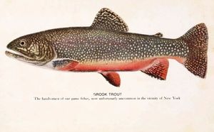 Salvelinus: 북미산 송어, S. fontinalis