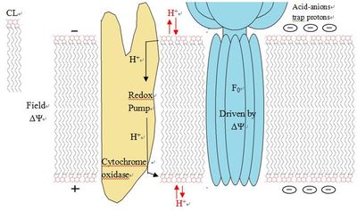CL은 산화적 인산화에서 양성자 트랩 역할을 한다.