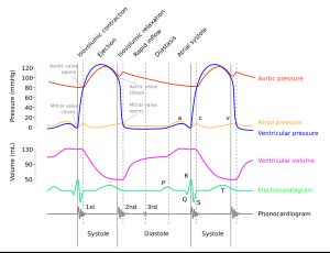 위거스 도표(Wiggers diagram)는 심장 주기의 사건과 세부 사항을 전기 도해선과 함께 보여준다.