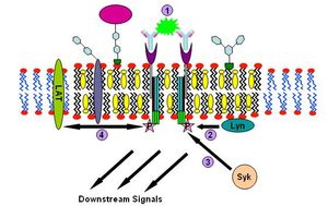 IgE 신호 전달 과정