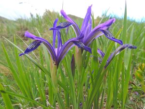 러시아 붓꽃 또는 헝가리 붓꽃