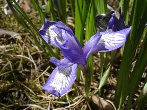 Iris ruthenica의 꽃 확대 사진