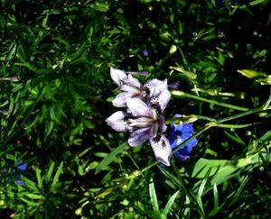 대청부채(Iris dichotoma)의 꽃