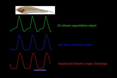 유령칼고기에서 커패시턴스 및 저항성 물체의 전기 위치 감지. 많은 김노투스 물고기는 연속적인 전기 파동을 생성하며, 이는 물체의 전도성에 따라 다르게 왜곡된다.