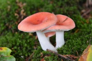 R. paludosa는 종종 덜 두드러진 갓 색을 띤다.