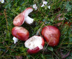 R. nana는 난쟁이 버드나무 또는 알파인 월귤과 함께 고지대에서 자란다.