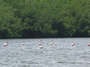 과나로카 석호의 홍학