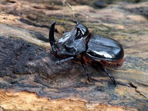 Trichogomphus mongol