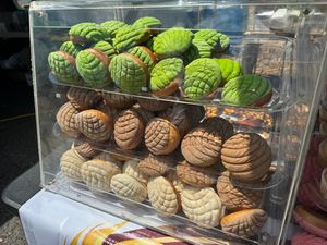 A plastic display case showing various conchas.