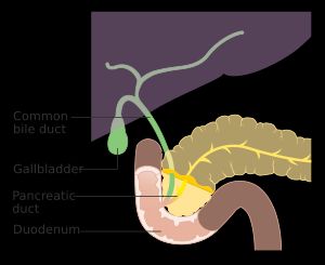 총담관과 췌관이 십이지장(소장)에서 합류하는 모습