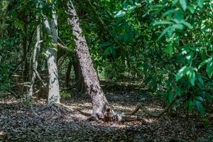 카야 킨돈도 성스러운 숲, 케냐, 카야 숲의 10개 숲 중 하나