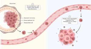 순환 종양 세포와 CTC 클러스터