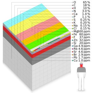 평균 성인 인체 내 원소의 질량 기준 상대적 존재량 (최소 1ppm)을 나타내는 ppm 큐브