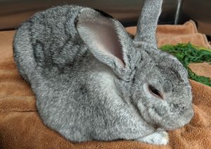 MSW 균주(캘리포니아, 산타크루즈)에 의해 발생한 점액종에 걸린 애완 토끼; 안면 부종과 피하 부종에 주목