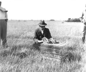 호주에서 점액종 바이러스를 살포