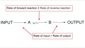 정상 상태의 대사 경로에서는 경로로의 유입 속도와 유출 속도가 균형을 이루어 중간생성물 A와 B가 일정한 정상 상태 농도를 유지한다.