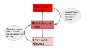 대사 경로의 조절은 사람의 혈당 농도를 약 5 mM로 유지시킨다.