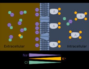 세포막 안팎에 존재하는 이온의 다른 정상 상태 농도는 휴지막 전위를 유지시킨다.