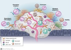 종양 미세환경에서 조절 T 세포의 동원과 유지