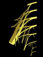 엉치신경얼기 및 꼬리신경얼기의 도해.