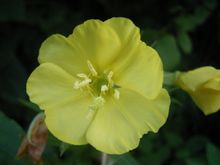 겹달맞이꽃(Oenothera biennis)의 씨앗 기름은 γ-리놀렌산의 공급원이다.
