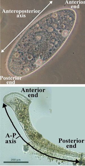 몸의 긴 축의 끝이 뚜렷한 유기체 (위는 Paramecium caudatum, 아래는 Stentor roeselii)