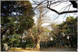 태어난 곳 (현재 히카와 신사)