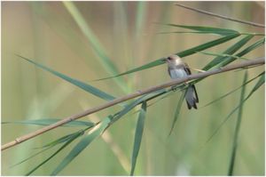 아바시아(이집트)에서 발견된 R. r. shelleyi