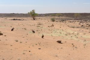 찰비 사막 DSC08729