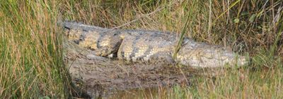 코바 호수의 멕시코악어, 킨타나로오주, 멕시코