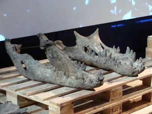 과거에 Crocodylus ossifragus로 지칭된 화석