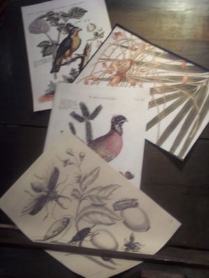 무티스의 작품 삽화