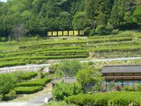 히가시시라카와촌 고카 지역의 차밭. 해당 지역은 시라카와차 발상지이다.