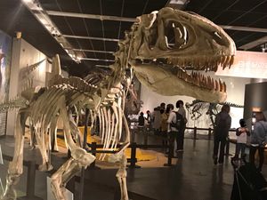 콘카베나토르의 화석