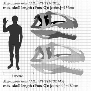 두 개의 마푸사우루스 로세이 두개골 비교