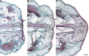 꼬리 재생의 과정