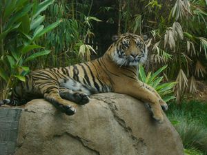 샌디에고 동물원 사파리 파크의 호랑이 길 전시관에 있는 호랑이