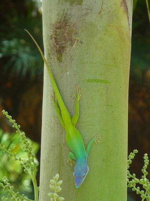 수컷 앨리슨아놀 (암컷은 모두 녹색)은 아놀도마뱀의 전형적인 긴 꼬리와 등반 능력을 보여준다.