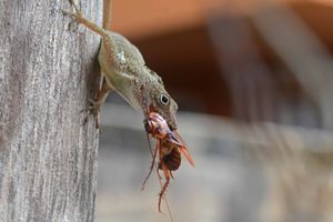 아놀도마뱀은 바위도마뱀과 같은 해충 곤충을 잡아먹는다.