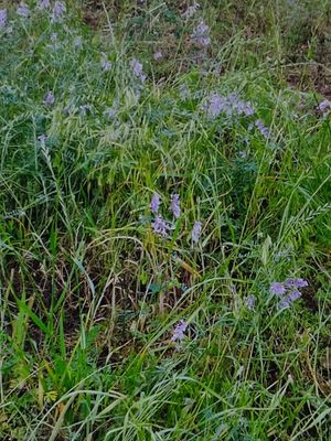 버려진 땅을 비옥하게 하는 데 사용되는 콩과 식물