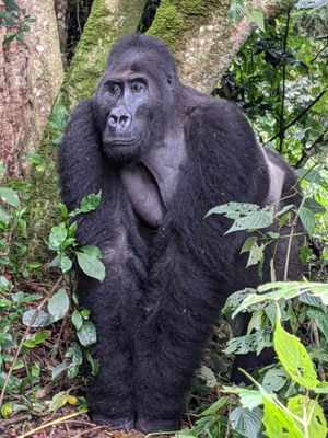 공원에서 동부 로랜드 고릴라