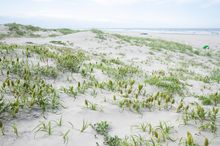 통보리사초 군락지(이바라키현 가미스시・하사키 해안)