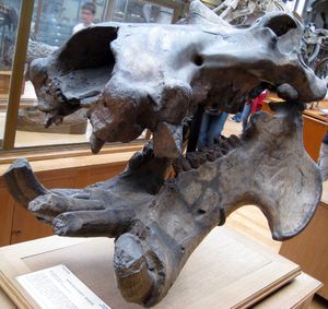 파리 국립 자연사 박물관에 있는 두개골