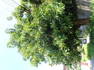 옥외에 심어진 인도고무나무(오키나와현 나고시 이네미네 국도 58호선)