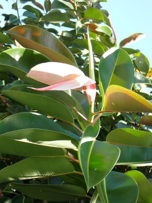 가지 끝의 붉은 턱잎이 눈에 띈다