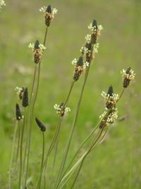 Plantago lanceolata (일본)