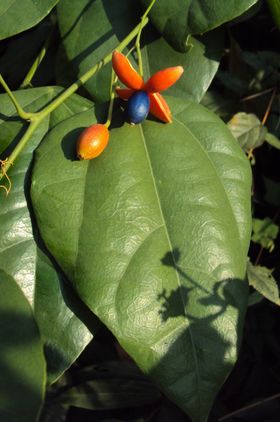 Erythropalum scandens}}