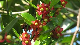 Heisteria perianthomega}}