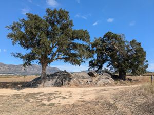 코르크 참나무, 스페인 북동부 로세스 인근